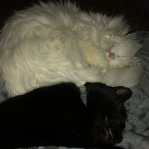 Meet your Posher, Lori